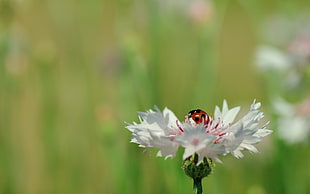 selective focus photography of red ladybug perched on white petaled flower