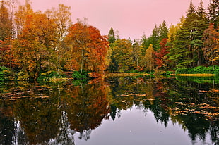 orange, yellow, and green leafed trees across body of water