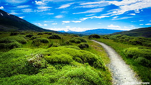 pathway between green grass field