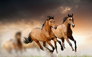 two brown running horse painting