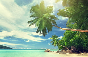 green coconut trees beside body of water, landscape, water, tropical, palm trees HD wallpaper