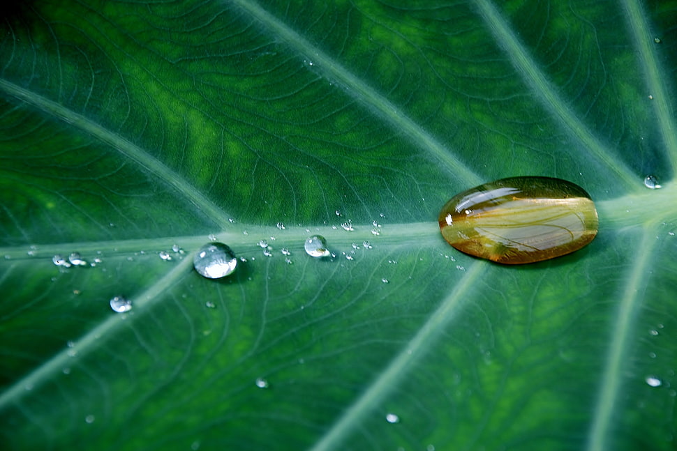 close up photo of water drop on green leaf HD wallpaper