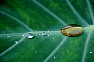 close up photo of water drop on green leaf