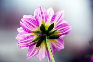 selective focus photo of purple and white Daisy HD wallpaper