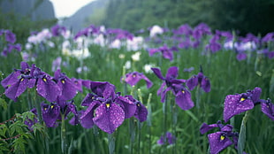 selective focus photography of purple iris flower field with water droplets