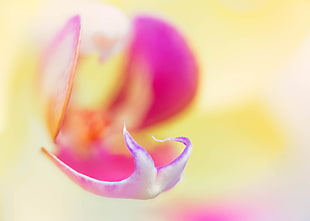 macro photography of white and pink Moth Orchid flower buds