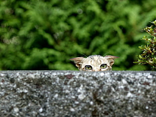 cat peeping on concrete cement HD wallpaper