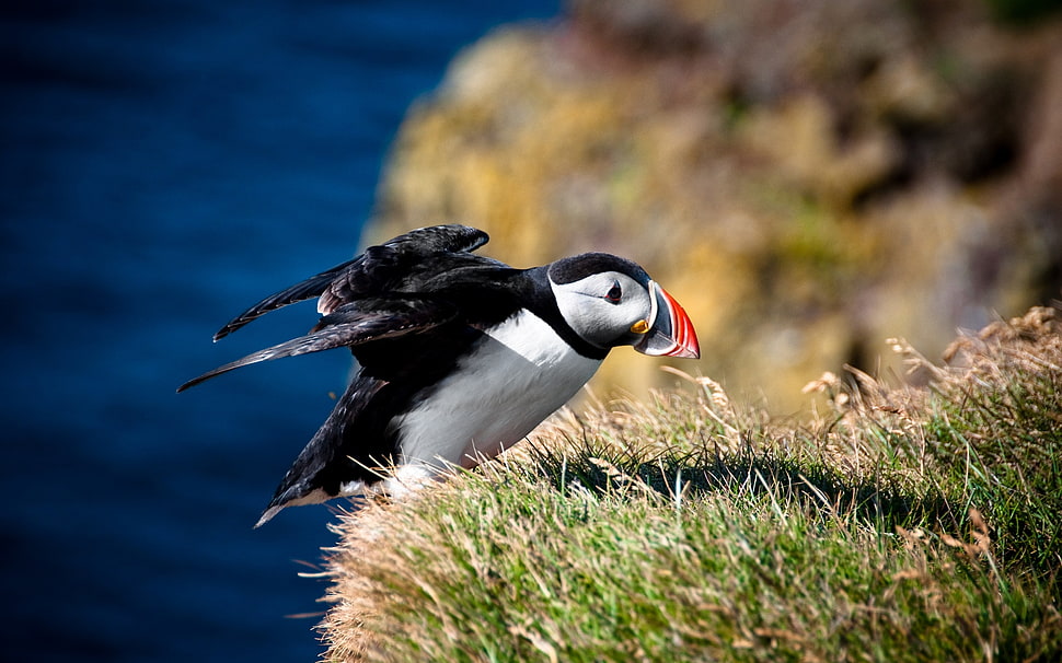 Atlantic puffin HD wallpaper