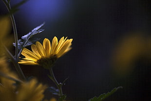 selective photography of yellow petaled flwoer