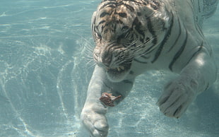 tiger swimming under water