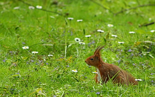 selective photo of brown hare