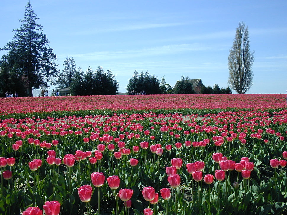 bed of pink petaled flower HD wallpaper