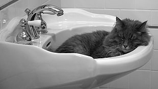 gray cat, faucets, cat, animals, monochrome HD wallpaper
