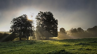 green leaf trees near green grass field during sunrise