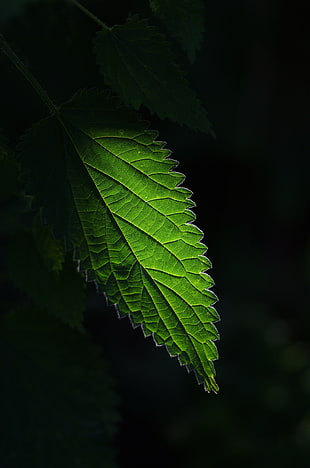 photo of green leaf with black background HD wallpaper