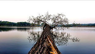 brown tree on body of water HD wallpaper