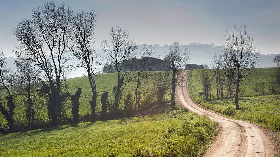 leafless trees, nature, landscape HD wallpaper
