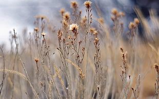 view of dry grasses