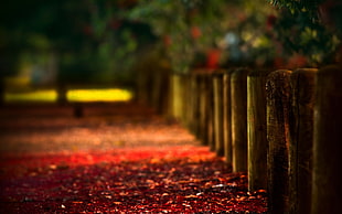 brown wooden fence, path, blurred, fence, wood HD wallpaper