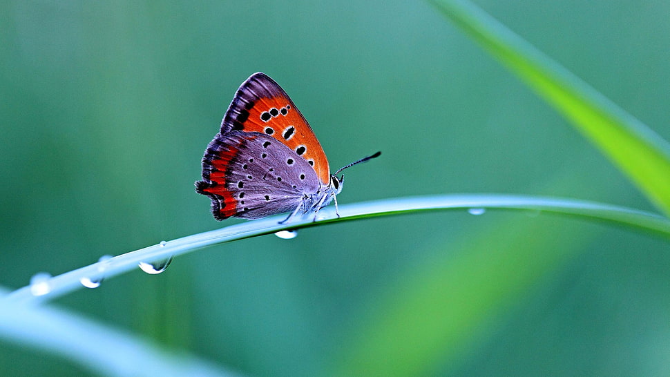 red and purple butterfly, depth of field, butterfly, animals, water drops HD wallpaper