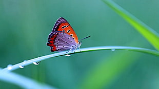 red and purple butterfly, depth of field, butterfly, animals, water drops