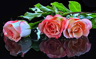 three pink Roses on black surface