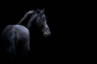 black horse, dark, animals, horse