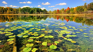 green water lilies, lake, water, plants, trees