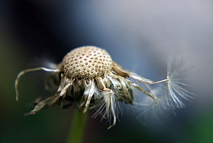 Macro photo of white Dandelion flower