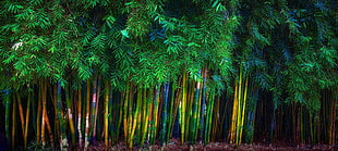 green bamboo trees, bamboo, trees, leaves, spring