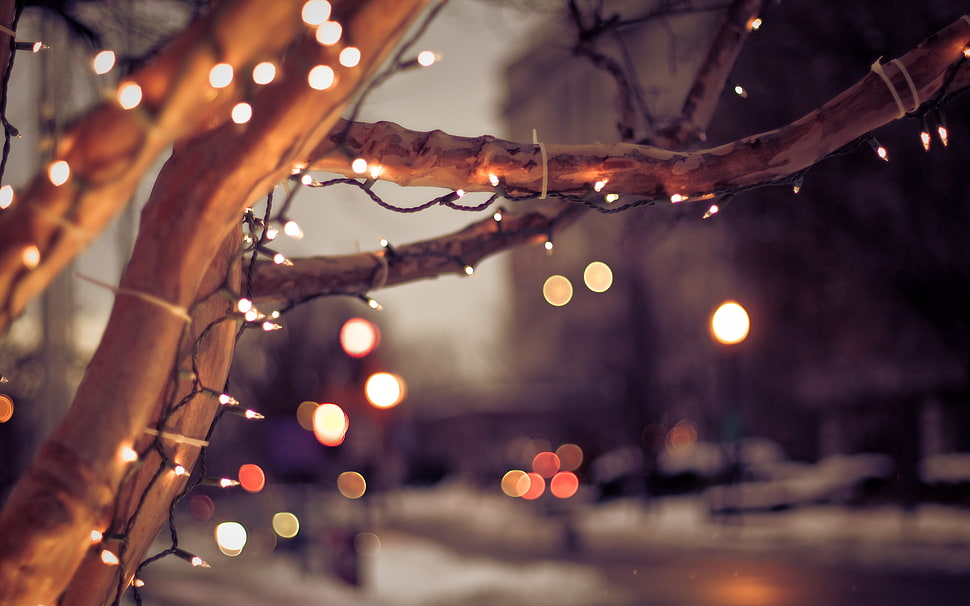 bokeh photography of string lights HD wallpaper