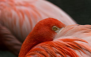 closeup photography of American flamingo