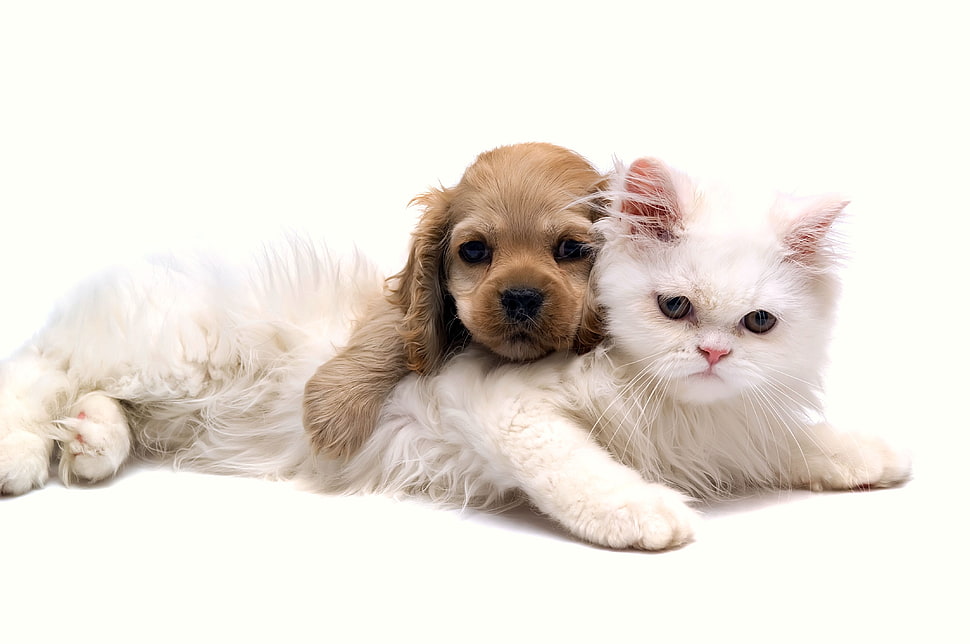 short-coat brown puppy lying on long-haired white cat HD wallpaper