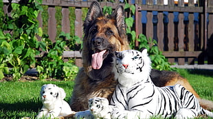 adult black and tan German shepherd next to white tiger plush toys