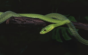 green snake, animals, snake, nature, reptiles HD wallpaper