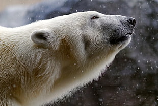 polar bear, animals, polar bears