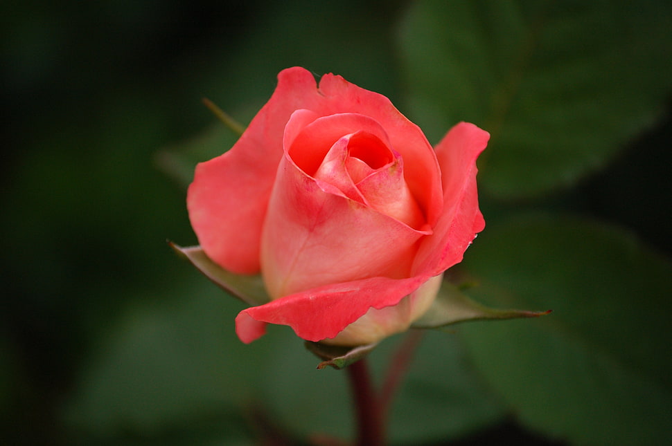 selective focus of pink rose during daytime HD wallpaper