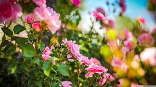 pink flowers, rose, depth of field, flowers, pink flowers HD wallpaper