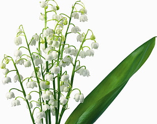 white and green flowers HD wallpaper