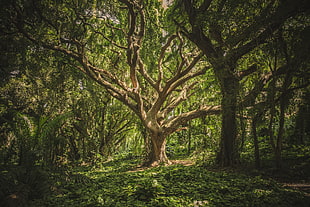 green forest trees at daytime