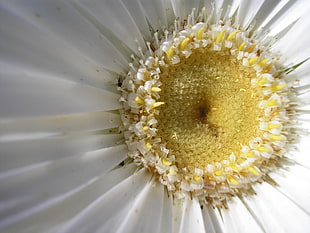 close up photo of white petaled flower, daisy
