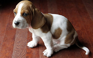 tan and white Basset hound puppy