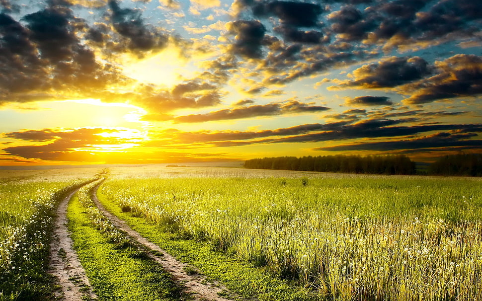 green grass field, landscape, nature, sunset, path HD wallpaper