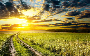 green grass field, landscape, nature, sunset, path