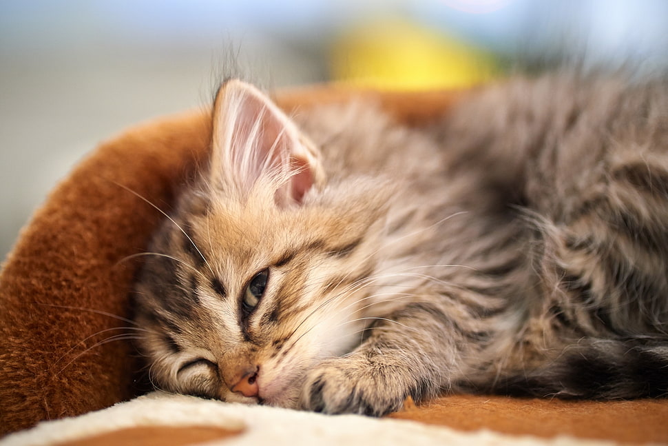 tabby kitten sobbing on brown textile HD wallpaper