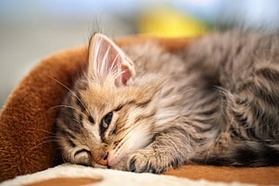 tabby kitten sobbing on brown textile