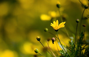 yellow petaled flower in self-focus photo