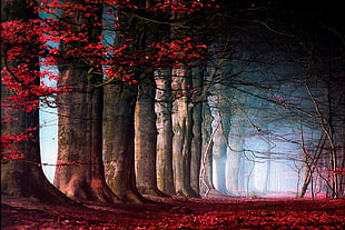 red-leafed trees illustration