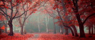 red leafed tree, ultra-wide, photography