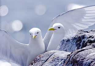 depth of field photography of two Seagulls near rock, kittiwakes